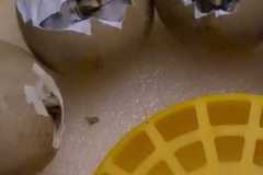 IMG-20240324-WA0191