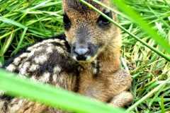 IMG-20240325-WA0018