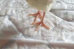 IMG-20240406-WA0075
