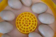 IMG-20240430-WA0047