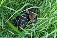 IMG-20240516-WA0021
