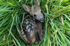 IMG-20240516-WA0022