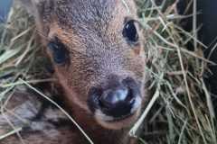 IMG-20240519-WA0088