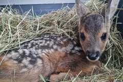 IMG-20240519-WA0093