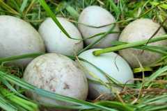 IMG-20240805-WA0232