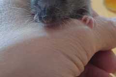 IMG-20250410-WA0069