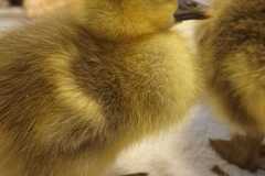 IMG-20250414-WA0018