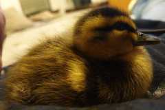 IMG-20250429-WA0204