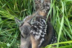 IMG-20250501-WA0087