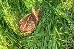 IMG-20250506-WA0134