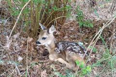 IMG-20250508-WA0060
