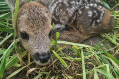 IMG-20250508-WA0239