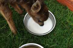 IMG-20250518-WA0096