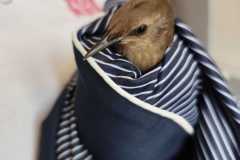 IMG-20250615-WA0066