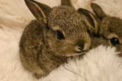 IMG-20251011-WA0222