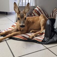 (trauriges Update) Ein Notfall aus der Wesermarsch…