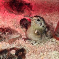 Update / Fasanengelege mit 9 Eiern wurde gesichert