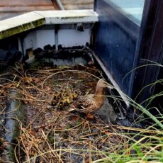 Familienzusammenführung – Ente gut alles gut