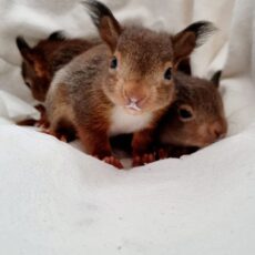 Update Eichhörnchen: Appetit ist immer ein gutes Zeichen!