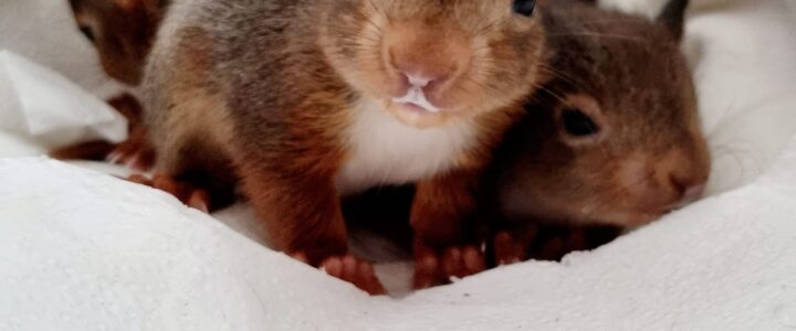 Update Eichhörnchen: Appetit ist immer ein gutes Zeichen!